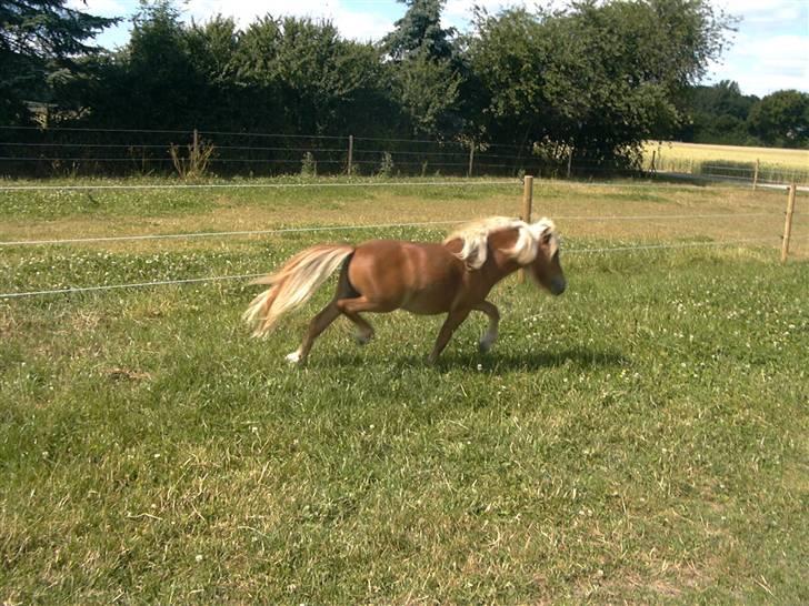 Miniature Søbygård´s Champion  billede 9