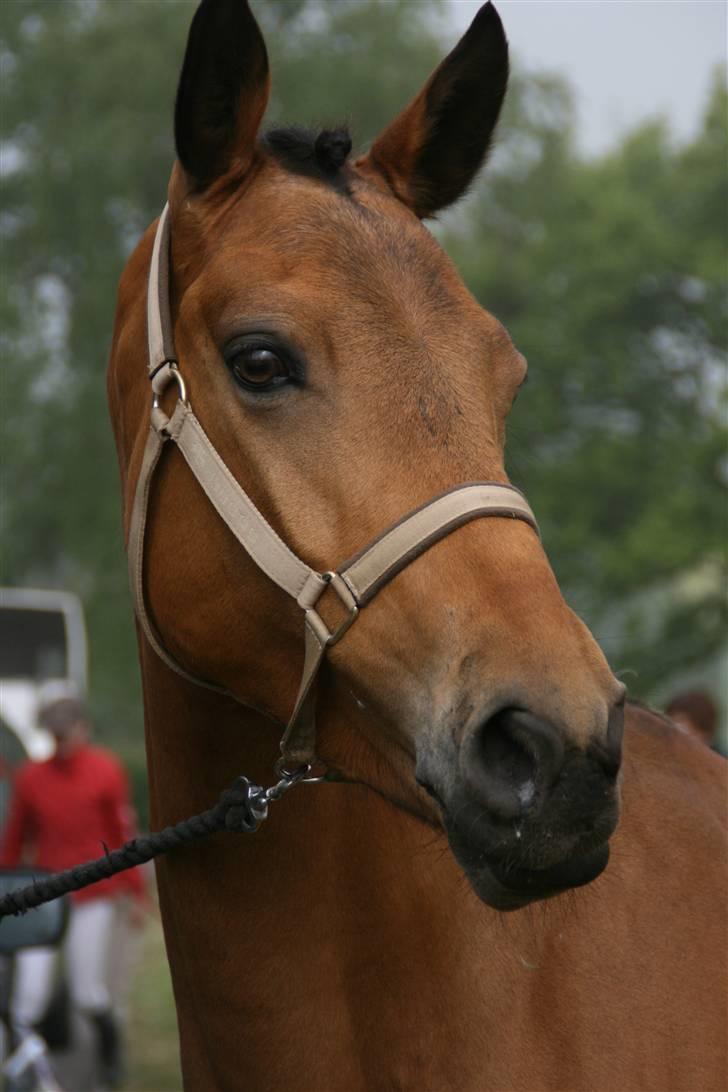 Anden særlig race Prince Charming  - den smukke. billede 12