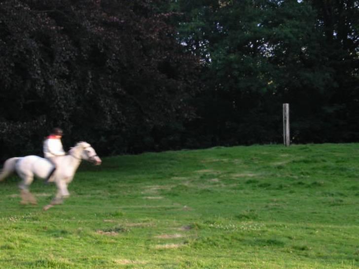 Arabisk fuldblod (OX) Bonni  - 19# I fuld fart... :-) billede 19