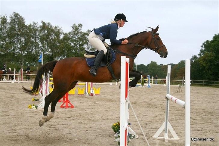 Anden særlig race Hyacinth  - Springstævne i Kongelunden. Foto: Kim Bahnsen billede 1