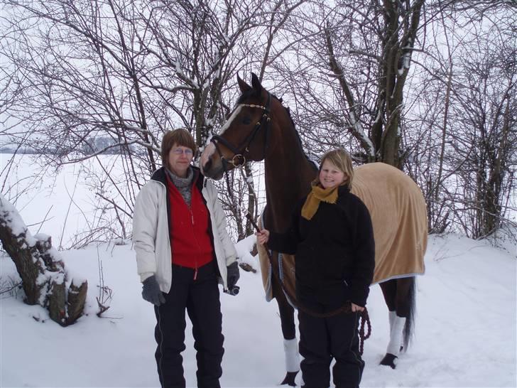 Dansk Varmblod Celina billede 4