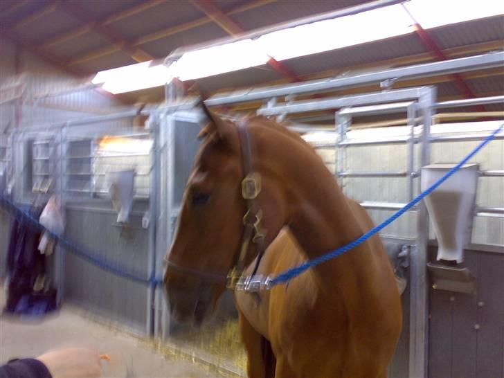 Anden særlig race Mr Bogart (solgt) billede 12