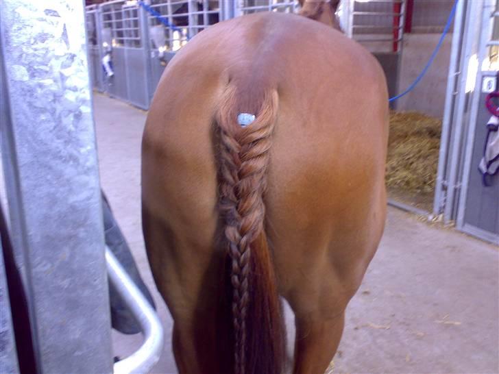 Anden særlig race Mr Bogart (solgt) - Hey hey sikken en røv hva hehe :-) billede 13