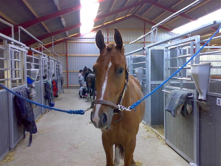 Anden særlig race Mr Bogart (solgt) billede 14