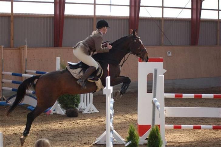 Anden særlig race Hyacinth  - LA AAGS:) Foto: Fam. Hulehøj billede 2