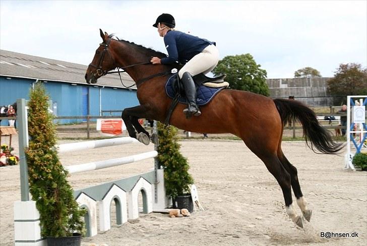 Anden særlig race Hyacinth  - Springstævne i Kongelunden. Foto: Kim Bahnsen billede 3