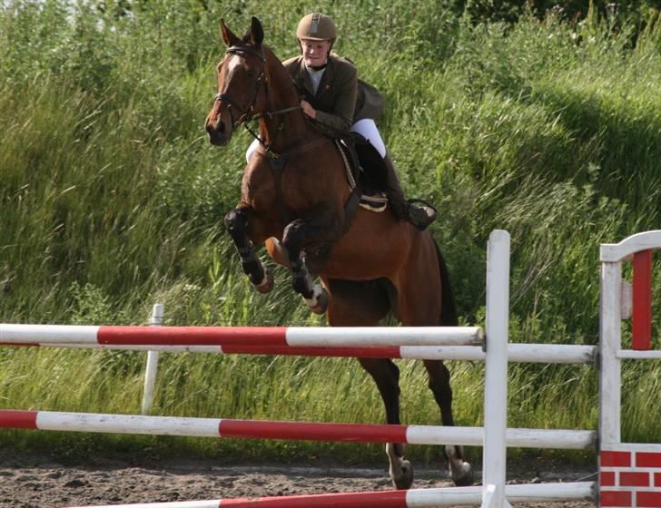 Anden særlig race Hyacinth  - En LA i DSM. Foto: Kim Bahnsen billede 4