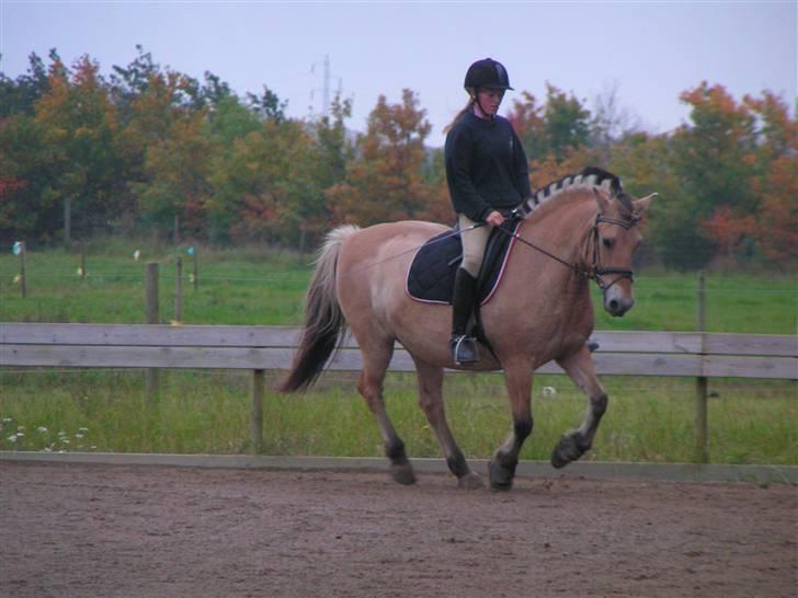 Fjordhest Thilde <3 Solgt :'( - Thilde som går flot samlet galop:) Taget af Sarah (= billede 10