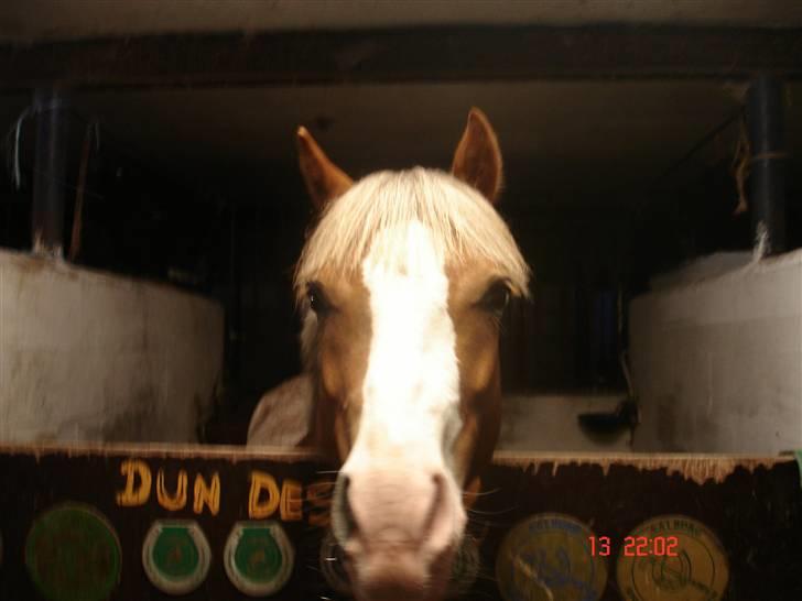 Welsh Pony af Cob-type (sec C) Bastiaan  *~*SOLGT*~* - Bastiaan i boksen billede 19