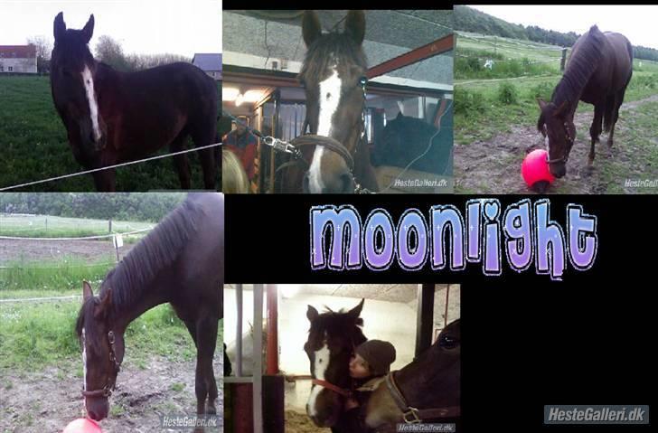 Traver BakkegårdensMoonlight - Tak til hende der har lavet det :D billede 6