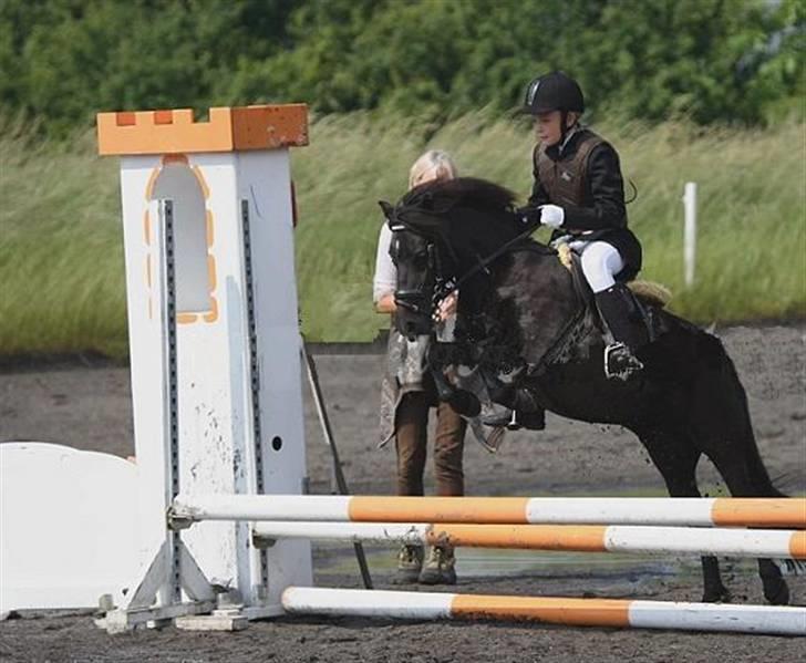 Shetlænder Tulle - Tjek lige de forben;) hun har en sej teknik:p Foto: Mig billede 1