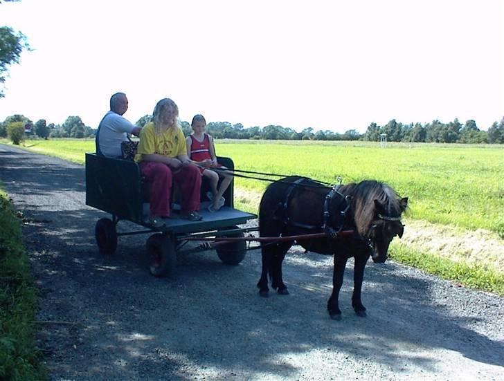 Shetlænder Tulle - Tulle foran en vogn, det er noget hun kan li, det er bedre end at blive redet på:D Foto: Mig billede 2