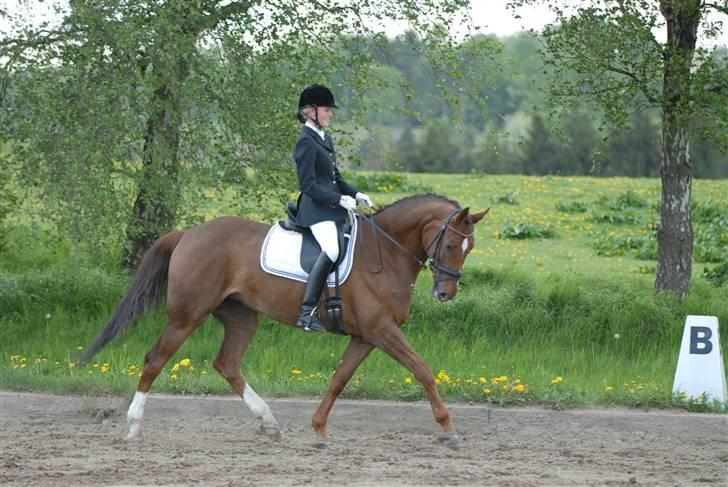 Dansk Varmblod CA-VA <3 R.I.P :'( - Ca-Va og mig i vores første og desværre sidste kür :) billede 1