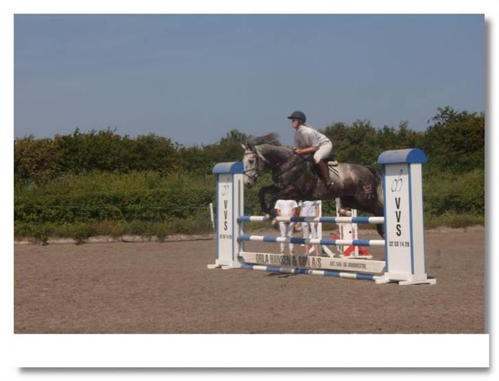 Dansk Varmblod Holmeriks casandro - Spring. Foto: DSM´s Stævne Fotograf billede 1