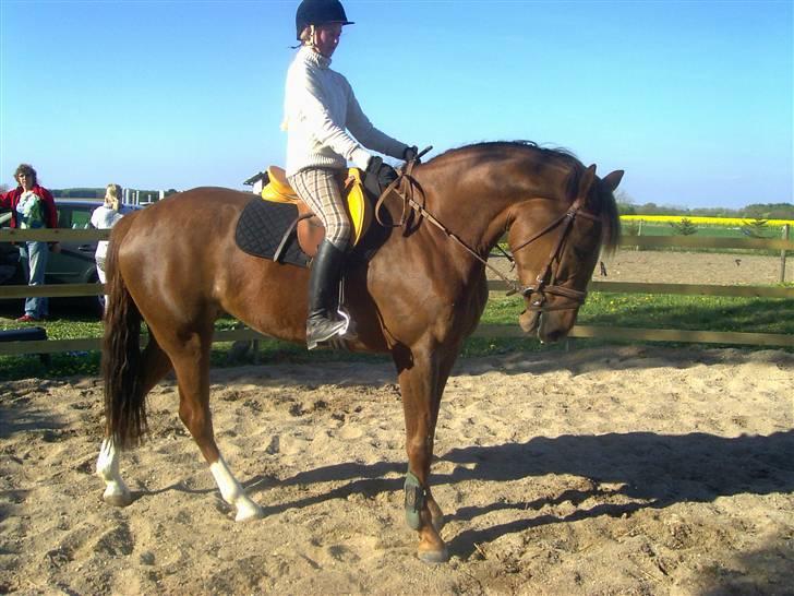 Dansk Varmblod CA-VA <3 R.I.P :'( - 8 gang med rytter på hehe billede 2