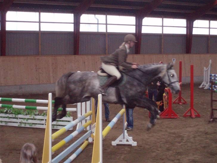 Dansk Varmblod Holmeriks casandro - I en LC:) Foto: Helene Nielsen billede 2