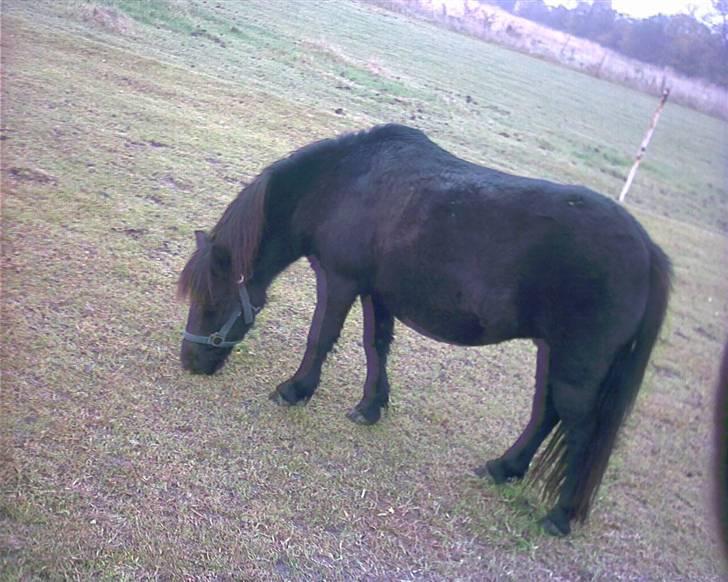 Shetlænder Tulle - Tulle dulle på fold;) Foto: Mig billede 3