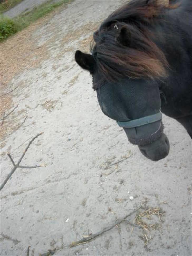 Shetlænder Tulle - Ja hun skulle jo nødig få fluer i øjnene;) Foto: Mig billede 4
