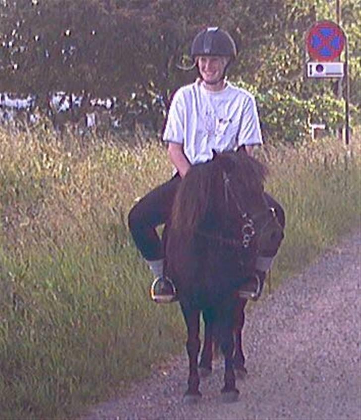 Shetlænder Tulle - Hovsa, tror vidst lige at jeg kom op på den forkerte hest, en lille smule for lille;) hehe Foto: Hotte Lotte billede 5