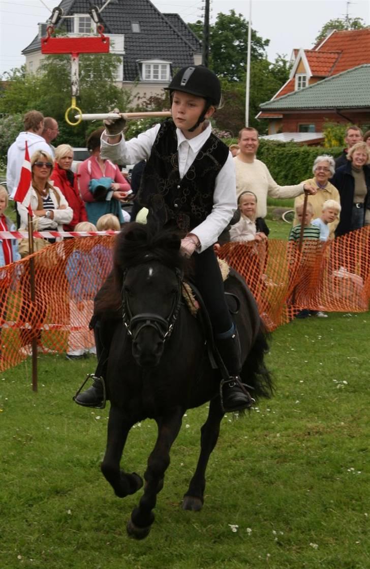 Shetlænder Tulle - Her for Tulle og Terese ringen. Foto: Kim Bahnsen billede 7