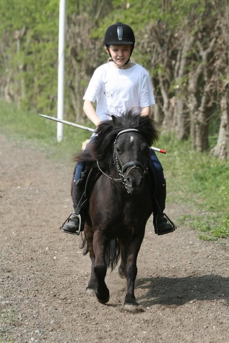 Shetlænder Tulle - Tulle til ringridnings trænning, hun ser lidt vild ud med en flagrende man. Foto: Kim Bahnsen billede 8