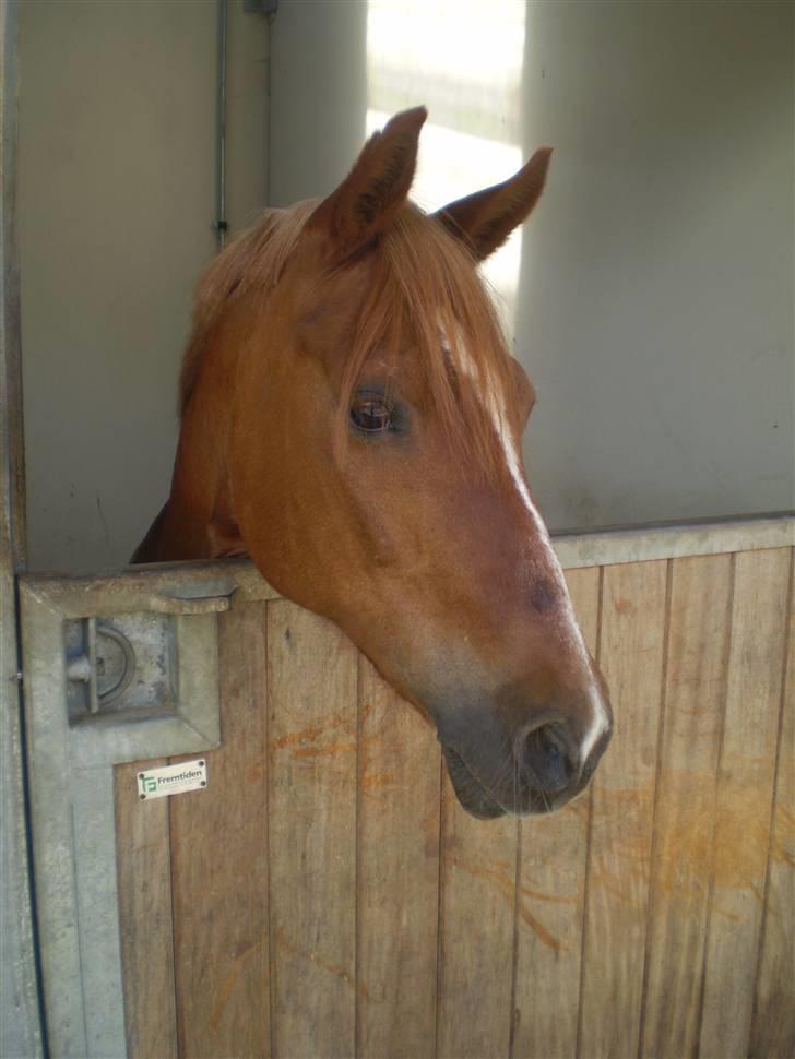 Anden særlig race Lukas - den dejligste boks man kan ønske sig mhmm... billede 5