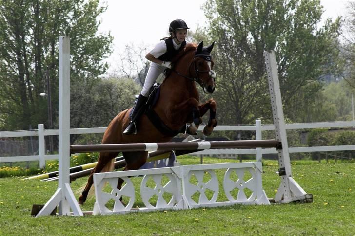 Anden særlig race Lukas - stævne på den lille skat, lb, vandt klassen!, han ere bare super<<3 billede 6