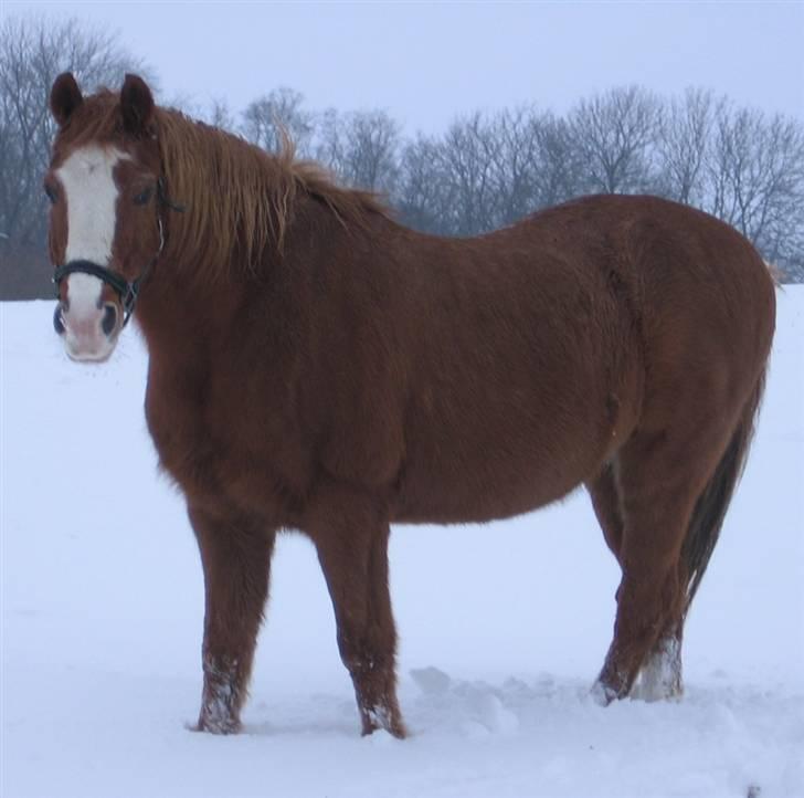 Anden særlig race Charlie - Min Engel † RIP - Charlie i sne:D..lidt tyk:) billede 2