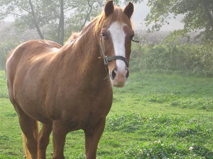 Anden særlig race Charlie - Min Engel † RIP - Charlie:) billede 3