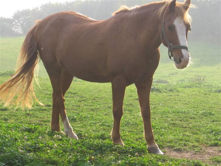 Anden særlig race Charlie - Min Engel † RIP - Charlie på græs en morgen billede 4