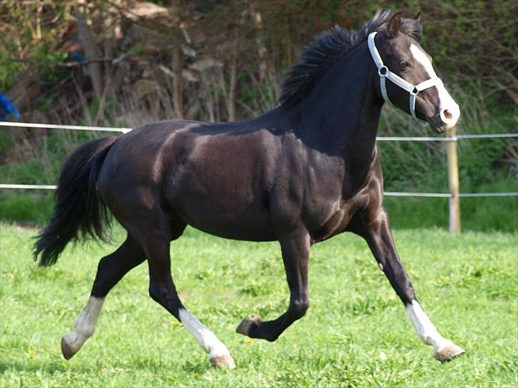 Anden særlig race Blue Eye´D Girl B-pony(x2) - 12#   læækker trav måske?:D <3    ILY  Foto : Mig billede 15