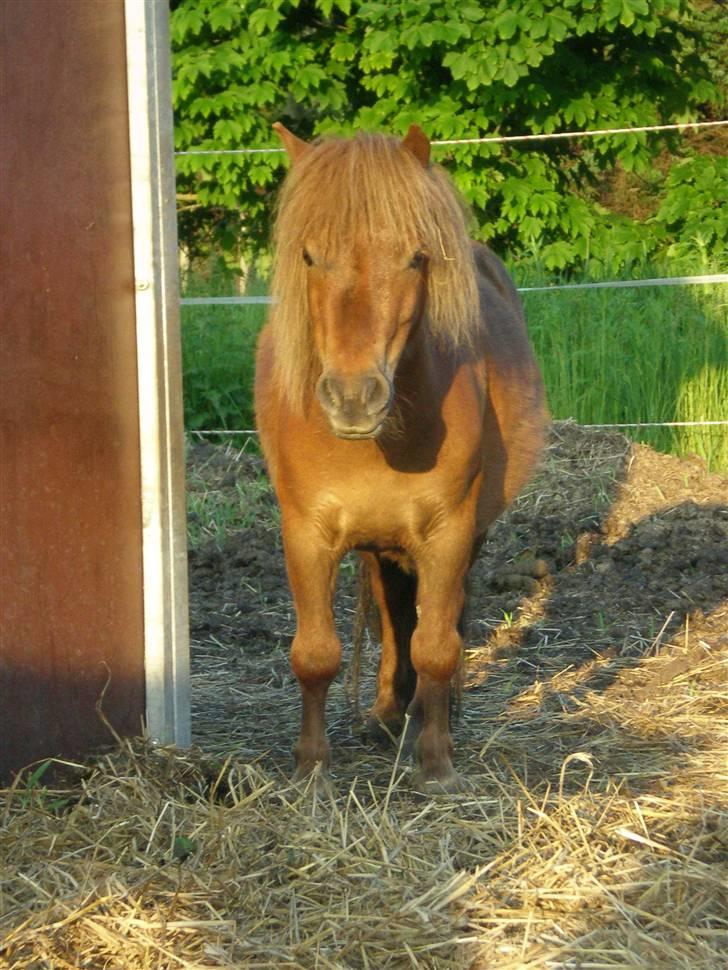Shetlænder Buster - Dejlige dreng! <33 billede 7
