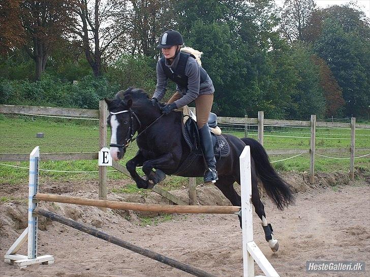 Anden særlig race Blue Eye´D Girl B-pony(x2) - 15#   Springtræning d. 2 oktober 2010 <3. Hun var super ! :D. (80cm.)  ILY   Foto : Ida billede 18