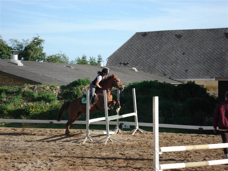 Tysk Sportspony Gizmo *Solgt* - Her springer vi et spring til undervisning.. billede 7