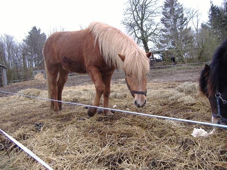 Islænder Glanni f Annesminde Solgt - Glanni febuar 2007 billede 7