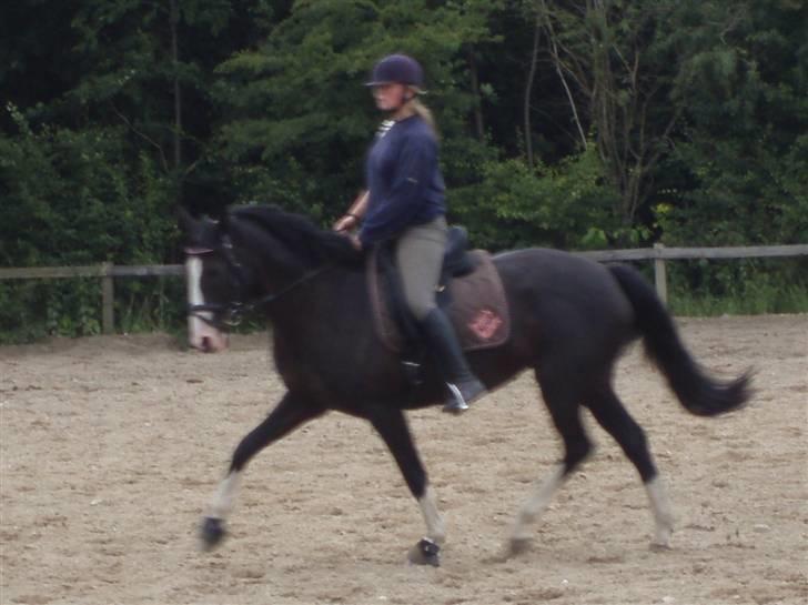 Holstener Priors Maluta billede 7