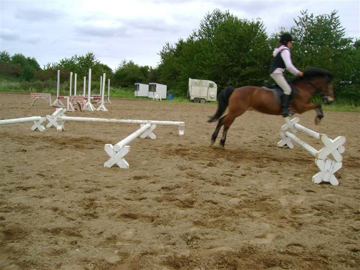 Anden særlig race Prins <3 - Prins i hopla d; (GAMLE PART) billede 15