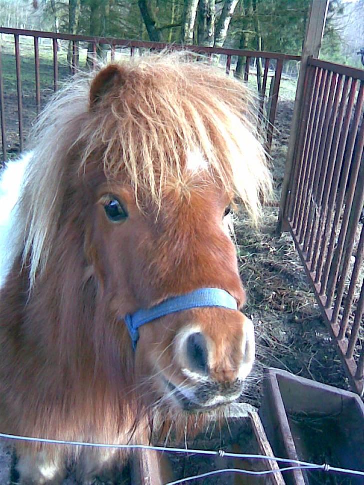 Shetlænder Flicka  - Velkommen til flikcas profil...! billede 1