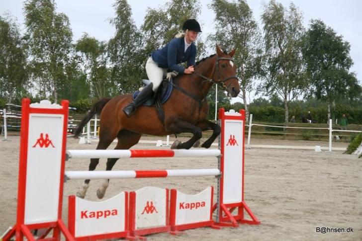 Anden særlig race Hyacinth  - LA KRK. Foto: Kim Bahnsen billede 7