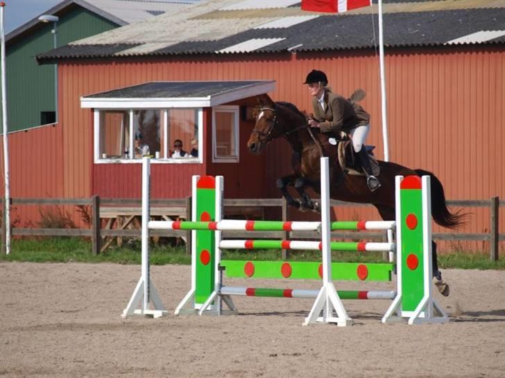 Anden særlig race Hyacinth  - Fine Hysse. Foto: Mathilde Hansen billede 9