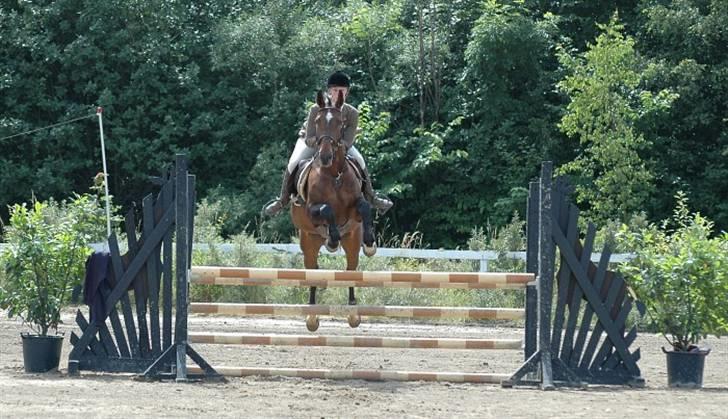 Anden særlig race Hyacinth  - Første spring på banen. Foto: HGRK´s Stævne Fotograf billede 10