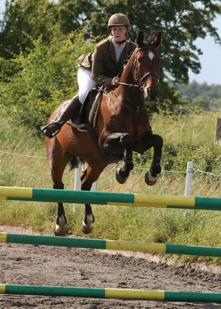 Anden særlig race Hyacinth  - Et lille stævne i DSM. Foto: Kim Bahnsen billede 13