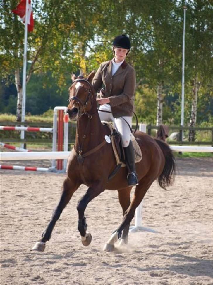 Anden særlig race Hyacinth  - Gallop gallop. Foto: Mathilde Hansen billede 15