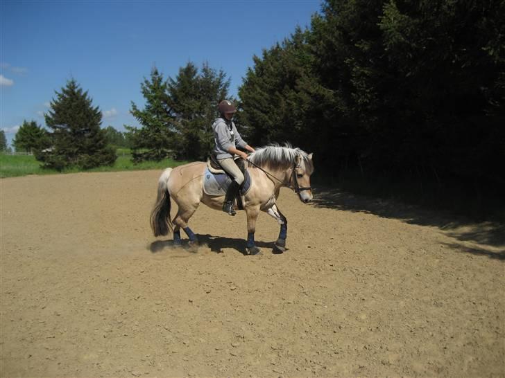 Fjordhest Silvia.. R.I.P - mit dejlige dyr <3 billede 10