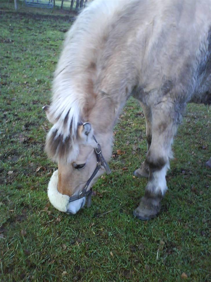 Fjordhest Silvia.. R.I.P - mijn dejlige prooo hest <3 :D billede 11