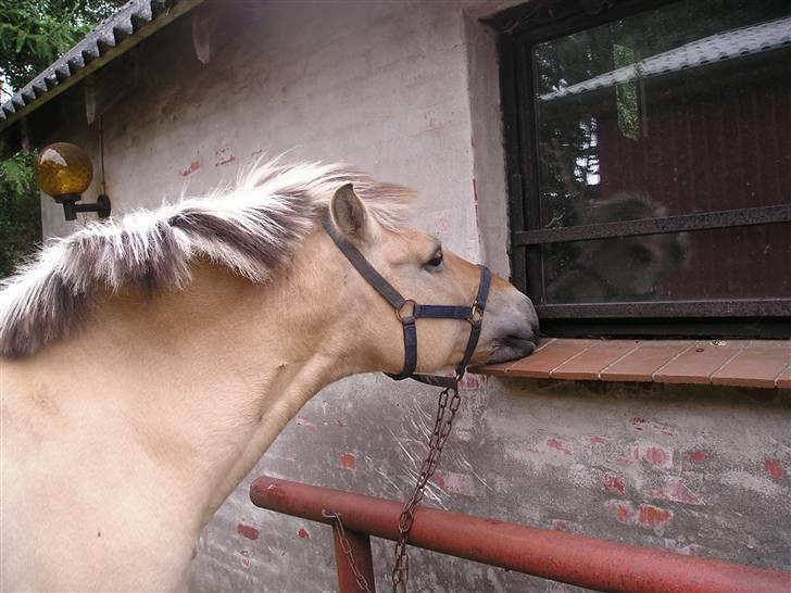 Fjordhest Silvia.. R.I.P - "Nøøøøj hvor er jeg bare træt efter en hård ridetur :) Foto mig billede 12
