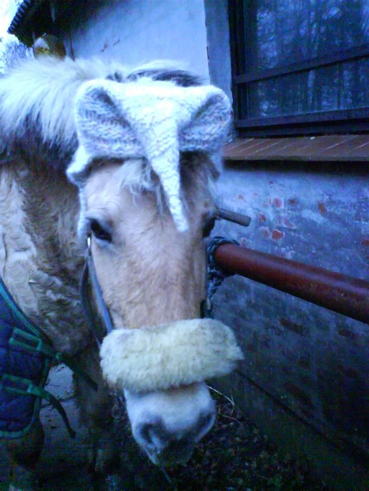 Fjordhest Silvia.. R.I.P - uuf jeg har ea´s hue på :D billede 13