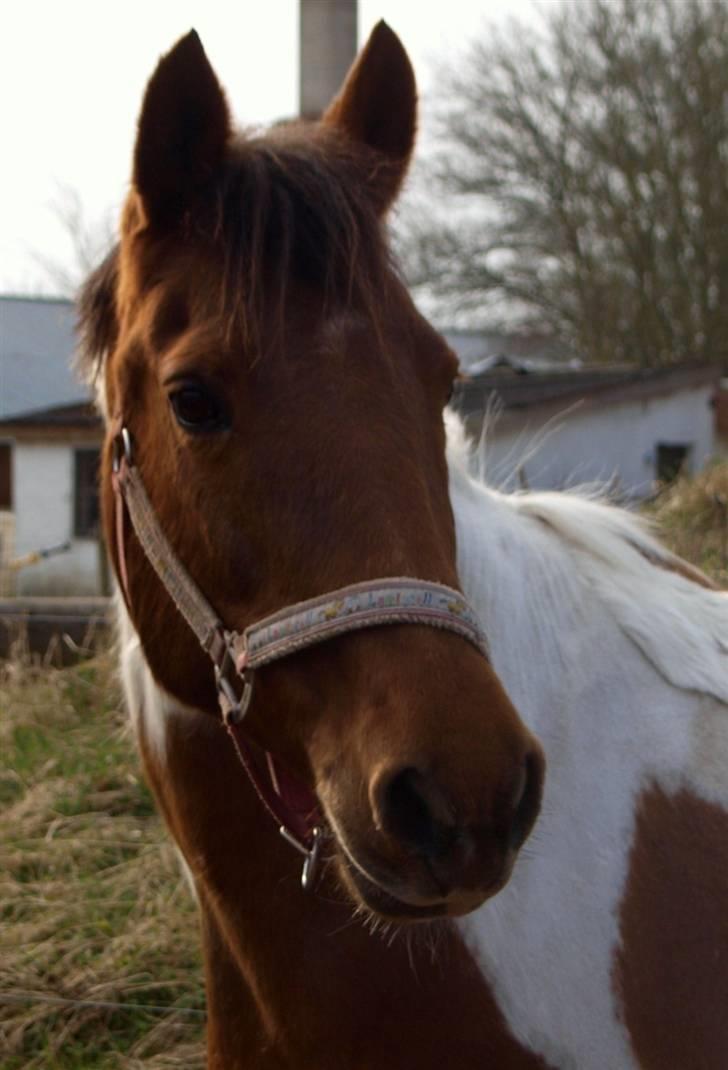 Anden særlig race Indi billede 10