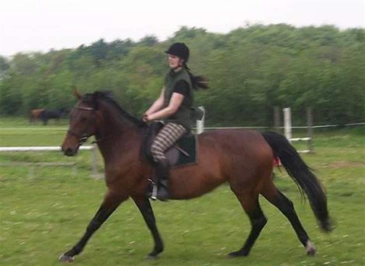 Dansk Varmblod Ditte - Galop hjemme på banen billede 2