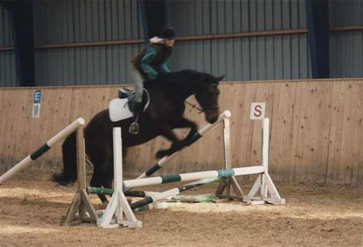 Dansk Varmblod Ditte - Lille hop nede på BSR billede 5